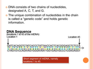  DNA consists of two chains of nucleotides,
designated A, C, T, and G.
 The unique combination of nucleotides in the chain
is called a “genetic code” and holds genetic
information.
Short segment of mtDNA, namely
locations 1 to 45.
 