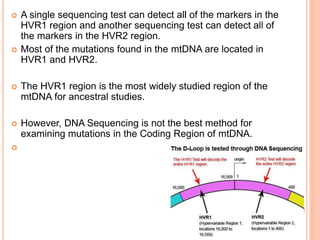  A single sequencing test can detect all of the markers in the
HVR1 region and another sequencing test can detect all of
the markers in the HVR2 region.
 Most of the mutations found in the mtDNA are located in
HVR1 and HVR2.
 The HVR1 region is the most widely studied region of the
mtDNA for ancestral studies.
 However, DNA Sequencing is not the best method for
examining mutations in the Coding Region of mtDNA.

 