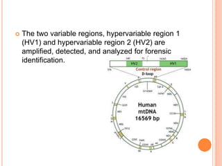  The two variable regions, hypervariable region 1
(HV1) and hypervariable region 2 (HV2) are
amplified, detected, and analyzed for forensic
identification.
 