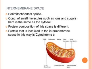 INTERMEMBRANE SPACE
 Perimitochondrial space.
 Conc. of small molecules such as ions and sugars
here is the same as the cytosol.
 Protein composition of this space is different.
 Protein that is localized to the intermembrane
space in this way is Cytochrome c.
 