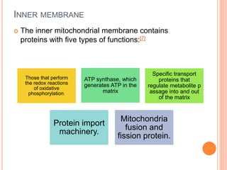 INNER MEMBRANE
 The inner mitochondrial membrane contains
proteins with five types of functions:[7]
Those that perform
the redox reactions
of oxidative
phosphorylation.
Specific transport
proteins that
regulate metabolite p
assage into and out
of the matrix
ATP synthase, which
generates ATP in the
matrix
Protein import
machinery.
Mitochondria
fusion and
fission protein.
 
