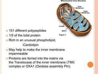  151 different polypeptides
 1/5 of the total protein
 Rich in an unusual phospholipid,
-Cardiolipin
 May help to make the inner membrane
impermeable
 Proteins are ferried into the matrix via
the Translocase of the inner membrane (TIM)
complex or OXA1 (Oxidase assembly Ptn).
 