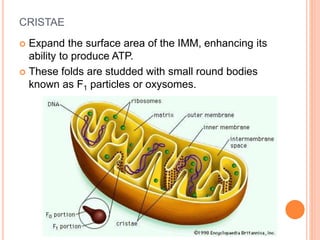 CRISTAE
 Expand the surface area of the IMM, enhancing its
ability to produce ATP.
 These folds are studded with small round bodies
known as F1 particles or oxysomes.
 