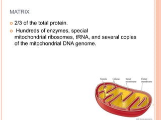 MATRIX
 2/3 of the total protein.
 Hundreds of enzymes, special
mitochondrial ribosomes, tRNA, and several copies
of the mitochondrial DNA genome.
 
