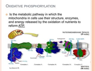 OXIDATIVE PHOSPHORYLATION
 Is the metabolic pathway in which the
mitochondria in cells use their structure, enzymes,
and energy released by the oxidation of nutrients to
reform ATP.
 