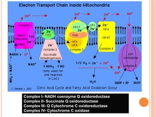 Complex I- NADH coenzyme Q oxidoreductase
Complex II- Succinate Q oxidoreductase
Complex III- Q Cytochrome C oxidoreductase
Comples IV- Cytochrome C oxidase
 