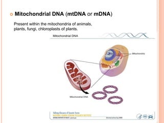  Mitochondrial DNA (mtDNA or mDNA)
Present within the mitochondria of animals,
plants, fungi, chloroplasts of plants.
 