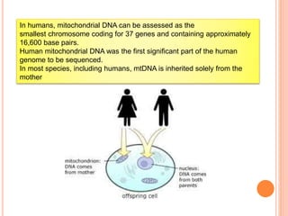 In humans, mitochondrial DNA can be assessed as the
smallest chromosome coding for 37 genes and containing approximately
16,600 base pairs.
Human mitochondrial DNA was the first significant part of the human
genome to be sequenced.
In most species, including humans, mtDNA is inherited solely from the
mother
 