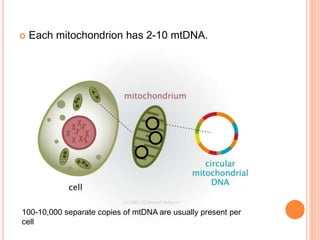  Each mitochondrion has 2-10 mtDNA.
100-10,000 separate copies of mtDNA are usually present per
cell
 