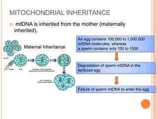 MITOCHONDRIAL INHERITANCE
 mtDNA is inherited from the mother (maternally
inherited).
An egg contains 100,000 to 1,000,000
mtDNA molecules, whereas
a sperm contains only 100 to 1000
Degradation of sperm mtDNA in the
fertilized egg
Failure of sperm mtDNA to enter the egg
 