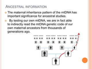 ANCESTRAL INFORMATION
 The maternal inheritance pattern of the mtDNA has
important significance for ancestral studies.
 By testing our own mtDNA, we are in fact able
to indirectly read the mtDNA genetic code of our
own maternal ancestors from thousands of
generations ago.
 
