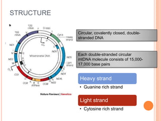 STRUCTURE
Circular, covalently closed, double-
stranded DNA
Each double-stranded circular
mtDNA molecule consists of 15,000-
17,000 base pairs
Heavy strand
• Guanine rich strand
Light strand
• Cytosine rich strand
 