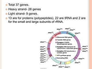  Total 37 genes.
 Heavy strand- 28 genes
 Light strand- 9 genes.
 13 are for proteins (polypeptides), 22 are tRNA and 2 are
for the small and large subunits of rRNA.
 