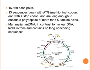  16,569 base pairs.
 13 sequences begin with ATG (methionine) codon,
end with a stop codon, and are long enough to
encode a polypeptide of more than 50 amino acids.
 Mammalian mtDNA, in contrast to nuclear DNA,
lacks introns and contains no long noncoding
sequences.
 