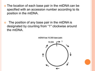  The location of each base pair in the mtDNA can be
specified with an accession number according to its
position in the mtDNA.
 The position of any base pair in the mtDNA is
designated by counting from “1″ clockwise around
the mtDNA.
 