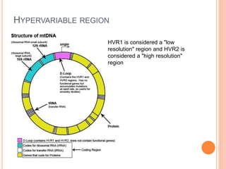 HYPERVARIABLE REGION
HVR1 is considered a "low
resolution" region and HVR2 is
considered a "high resolution"
region
 