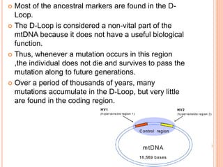  Most of the ancestral markers are found in the D-
Loop.
 The D-Loop is considered a non-vital part of the
mtDNA because it does not have a useful biological
function.
 Thus, whenever a mutation occurs in this region
,the individual does not die and survives to pass the
mutation along to future generations.
 Over a period of thousands of years, many
mutations accumulate in the D-Loop, but very little
are found in the coding region.
 