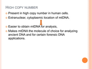 HIGH COPY NUMBER
 Present in high copy number in human cells.
 Extranuclear, cytoplasmic location of mtDNA.
 Easier to obtain mtDNA for analysis,
 Makes mtDNA the molecule of choice for analyzing
ancient DNA and for certain forensic DNA
applications.
 