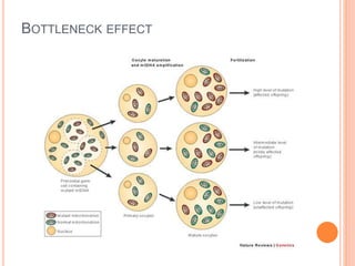 BOTTLENECK EFFECT
 