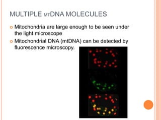 MULTIPLE MTDNA MOLECULES
 Mitochondria are large enough to be seen under
the light microscope
 Mitochondrial DNA (mtDNA) can be detected by
fluorescence microscopy.
 