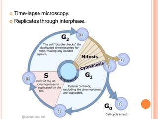  Time-lapse microscopy.
 Replicates through interphase.
 