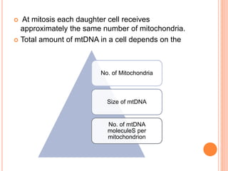  At mitosis each daughter cell receives
approximately the same number of mitochondria.
 Total amount of mtDNA in a cell depends on the
No. of Mitochondria
Size of mtDNA
No. of mtDNA
moleculeS per
mitochondrion
 
