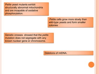 Petite yeast mutants exhibit
structurally abnormal mitochondria
and are incapable of oxidative
phosphorylation.
Petite cells grow more slowly than
wild-type yeasts and form smaller
colonies
Genetic crosses showed that the petite
mutation does not segregate with any
known nuclear gene or chromosome.
Deletions of mtDNA.
 