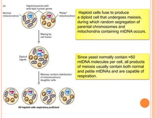 Haploid cells fuse to produce
a diploid cell that undergoes meiosis,
during which random segregation of
parental chromosomes and
mitochondria containing mtDNA occurs.
Since yeast normally contain ≈50
mtDNA molecules per cell, all products
of meiosis usually contain both normal
and petite mtDNAs and are capable of
respiration.
 