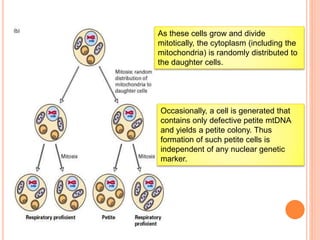 As these cells grow and divide
mitotically, the cytoplasm (including the
mitochondria) is randomly distributed to
the daughter cells.
Occasionally, a cell is generated that
contains only defective petite mtDNA
and yields a petite colony. Thus
formation of such petite cells is
independent of any nuclear genetic
marker.
 
