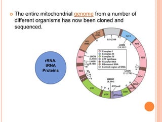  The entire mitochondrial genome from a number of
different organisms has now been cloned and
sequenced.
rRNA.
tRNA
Proteins
 