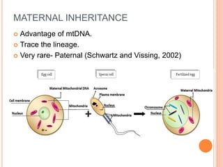 MATERNAL INHERITANCE
 Advantage of mtDNA.
 Trace the lineage.
 Very rare- Paternal (Schwartz and Vissing, 2002)
 