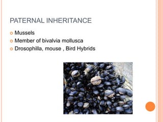 PATERNAL INHERITANCE
 Mussels
 Member of bivalvia mollusca
 Drosophilla, mouse , Bird Hybrids
 