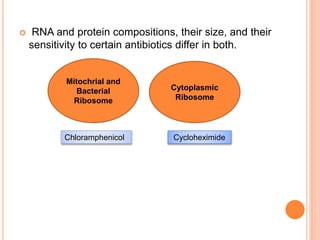  RNA and protein compositions, their size, and their
sensitivity to certain antibiotics differ in both.
Mitochrial and
Bacterial
Ribosome
Cytoplasmic
Ribosome
Chloramphenicol Cycloheximide
 