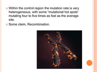  Within the control region the mutation rate is very
heterogeneous, with some “mutational hot spots”
mutating four to five times as fast as the average
site.
 Some claim, Recombination.
 