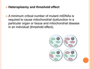 Heteroplasmy and threshold effect
 A minimum critical number of mutant mtDNAs is
required to cause mitochondrial dysfunction in a
particular organ or tissue and mitochondrial disease
in an individual (threshold effect).
 