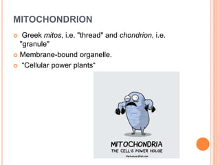 MITOCHONDRION
 Greek mitos, i.e. "thread" and chondrion, i.e.
"granule"
 Membrane-bound organelle.
 “Cellular power plants“
 
