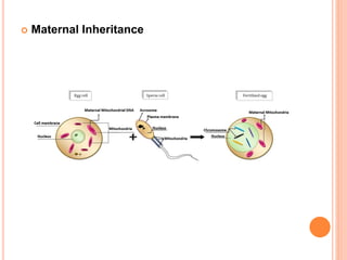  Maternal Inheritance
 