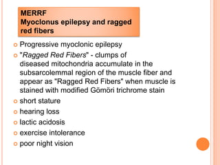  Progressive myoclonic epilepsy
 "Ragged Red Fibers" - clumps of
diseased mitochondria accumulate in the
subsarcolemmal region of the muscle fiber and
appear as "Ragged Red Fibers" when muscle is
stained with modified Gömöri trichrome stain
 short stature
 hearing loss
 lactic acidosis
 exercise intolerance
 poor night vision
MERRF
Myoclonus epilepsy and ragged
red fibers
 