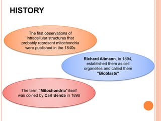 HISTORY
The first observations of
intracellular structures that
probably represent mitochondria
were published in the 1840s
Richard Altmann, in 1894,
established them as cell
organelles and called them
“Bioblasts"
The term “Mitochondria" itself
was coined by Carl Benda in 1898
 