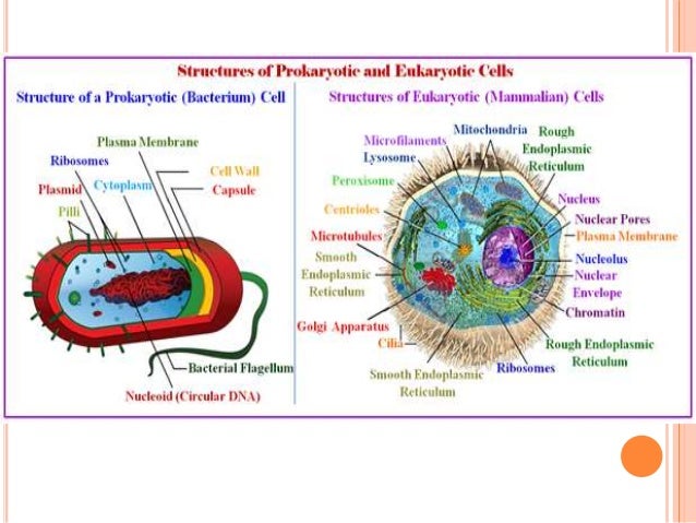 organelle dna
