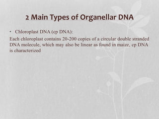 2 Main Types of Organellar DNA
• Chloroplast DNA (cp DNA):
Each chloroplast contains 20-200 copies of a circular double stranded
DNA molecule, which may also be linear as found in maize, cp DNA
is characterized
 