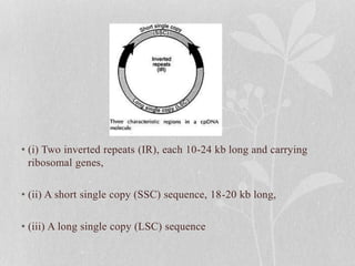 • (i) Two inverted repeats (IR), each 10-24 kb long and carrying
ribosomal genes,
• (ii) A short single copy (SSC) sequence, 18-20 kb long,
• (iii) A long single copy (LSC) sequence
 