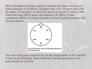 Most chloroplast genomes appear to possess the same set of genes.
Each molecule of cp DNA is encoded with 110-120 genes and code
for about 125 proteins. In maize the genes on cp DNA contains both
small and large rRNA genes and sequence for tRNA. It also
synthesizes mRNA for some proteins involved in photosynthesis like
enzyme rubisco.
Two and eight genes respectively for the polypeptides of PS I and PS
II have been identified. Some herbicide resistant genes have also
been located in cp DNA.
 