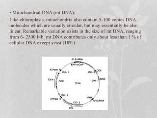 • Mitochondrial DNA (mt DNA):
Like chloroplasts, mitochondria also contain 5-100 copies DNA
molecules which are usually circular, but may essentially be also
linear. Remarkable variation exists in the size of mt DNA, ranging
from 6- 2500 l<b. mt DNA contributes only about less than 1 % of
cellular DNA except yeast (18%)
 