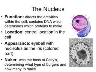 The Nucleus
• Function: directs the activities
within the cell; contains DNA which
determines which proteins to make.
• Location: central location in the
cell
• Appearance: eyeball with
nucleolus as the iris (colored
part)
• Nuker was the boss at Celly’s,
determining what type of burgers and
how many to make
 