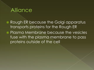 AllianceRough ER because the Golgi apparatus transports proteins for the Rough ERPlasma Membrane because the vesicles fuse with the plasma membrane to pass proteins outside of the cell