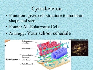 Organelles
