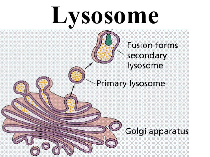 organelles download organelles download