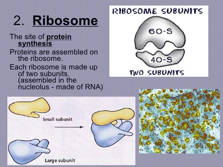 Organelles