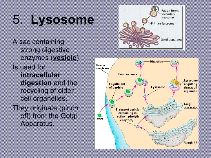 Vesicle In The Cell That Contains Digestive Enzymes Digestive System